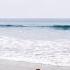 Buddy And The Ocean Cutedogvideos Toypoodle