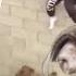 Pit Bull Breeder Gets Eaten Alive By His Dogs