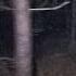 Werewolf Heard In Forest