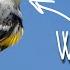 50 Warblers Of North America Bird Test Parulidae