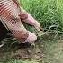 Fresh Chive Harvest Swift Knife Work In The Field