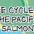 Life Cycle Of The Pacific Salmon