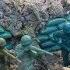 Army Men Attack The Trench The General