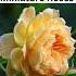 Beautiful Types Of Roses Learn Rose Varieties With English With Umme
