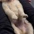 Prepare For Cuteness Overload In The Form Of Puppy Yoga L GMA