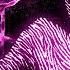 HIMXN NOTXNDYBOY Mc Bockaum BROTA NA BASE Slowed