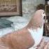 Fancy Pigeon Video Kabutarbazi Pigeon Bird Pigeons Kabotarbazi Shorts Ajpets Kabutar Love