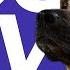 No Ads DOG TV 20 Hour Forest Dog Walking Video Virtual Dog Walk