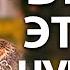 ВЕРА ЭТО НЕ ЧУВСТВО Проповедь ТиБи Джошуа