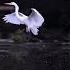 White Swan Flying