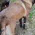 Shorts Beautiful Dog Malinois India Brasil Türkiye Indonesia