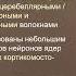 Лекция Частная физиология ЦНС Часть 2 Физиология ствола мозга