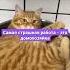 самая страшная работа это домохозяйка юмор Perfectworld Positive путешествия