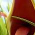 The Snail Is Chased By A Dangerous Bird Gruffalo World Cartoons For Kids WildBrain Zoo
