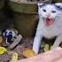 Mama Cat Had Already Lost Her First Kittens Now She S Terrified Of Losing More Shorts Cat Animals
