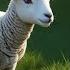 Lambs Play Hide And Seek In The Field Playful Lamb Song For Toddlers Fun Animal Nursery Rhyme