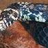 Snake Hissing Sounds Shorts