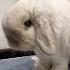 Greeting My Bunny In The Morning