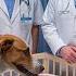 A Dog Breaks Into A Hospital He Approaches A Dying Child And A Miracle Happens