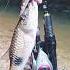 Zerek Skittish Dog Rapala Walk N Roll