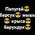 попугай барсук мышь крыса бурундук