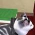 Roblox ефуroblox роблокс Robloxedit Adoptmeподписка Shortvideo Cat Edit Memes Anime