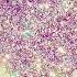 Purple Disco Machine Body Funk
