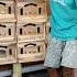 Merpati Viral Merpati Shorts Pigeon Birds