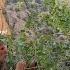 LRAN Nomadic Life Jahangir S Journey To The Forest To Harvest Wild Cherries In The Mountains