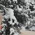 Wolves Laughing Outside Our Tent Hot Tent Hammock Camping In Deep Snow