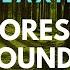 Relaxing Forest Sounds Ambience Plain Bulls Birds And Rain