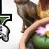 GTA 5 Peyote Plants Location Guide Play As An Animal