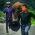 Rll Ha Phonk Music Bass Slowed Animals Elephant
