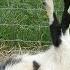 Best Of Fainting Goats EpicVirals HD