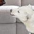 Rescue Dog Attacked Our Doberman But She Didn T Give Up