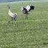 ВЛЮБЛЕННЫЕ ТАНЦЫ белорусских журавлей журавль птицы Birds