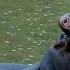 All About Hippos For Kids Hippopotamus For Children FreeSchool