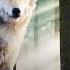 Grimms Forest The Nature Of Fairy Tales Full Documentary