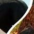 FAR CRY 6 BLACK PANTHER VS JAGUAR