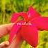 Good Morning Apsara Love Goodmorning