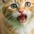Cat Singing Inu No Omawarisan Cute Cat Singingcat Funny