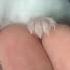할짝할짝 햄스터 Hamster