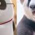 Bamboo Panda Big Hug From Bamboo Chinese Short Animation I熊猫班卜 Shorts