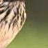 Suara Kicau Masteran Burung Manyar