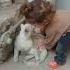 Mano Billi