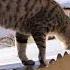 Linchi Catu