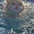 Adventurous Cat Takes A Swim And Plays In The Backyard Pool Like It S Living The Dream Cats Cute
