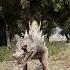 POV New Zoochosis Monsters Transform Back To Normal Original Zoochosis Change Shorts Pov