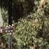 Emmy Lou Harris And Buddy Miller Live At Hardly Strictly Bluegrass