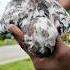 Rare Kabutar Pigeon Explorepage Birds Pigeon Kabutar Kabootar